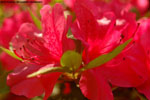 Azaleas blooming 2