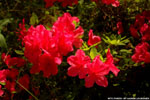 Azaleas blooming 3