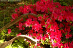 Azaleas blooming 12