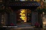 Fall In Duke Gardens 16