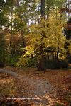 Fall In Duke Gardens 20