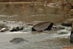 Eno River II: 15