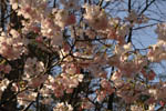 Spring Duke Gardens 3