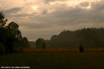 Spring Rain 3