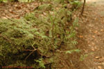 SC Hiking 14