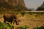 Yangshuo