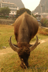 Yangshuo