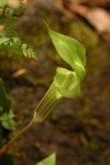 Cove Forest Of Smokies 13