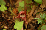 Cove Forest Of Smokies 14