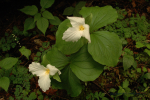 Cove Forest Of Smokies 15