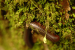 Cove Forest Of Smokies 17