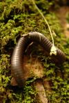 Cove Forest Of Smokies 18
