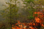 Clemson Controlled Burn