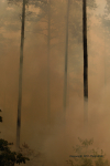Clemson Controlled Burn 7