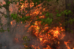 Clemson Controlled Burn 8