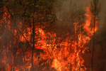 Clemson Controlled Burn 9
