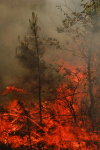 Clemson Controlled Burn 10