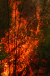 Clemson Controlled Burn 11