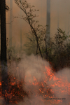 Clemson Controlled Burn 12