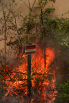 Clemson Controlled Burn 13