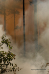 Clemson Controlled Burn 14