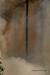 Clemson Controlled Burn 15