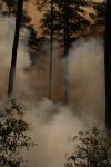 Clemson Controlled Burn 16