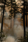 Clemson Controlled Burn 17