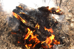 Clemson Controlled Burn 18