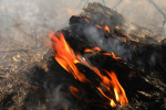 Clemson Controlled Burn 19
