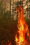 Clemson Controlled Burn 20