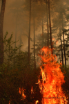 Clemson Controlled Burn 21