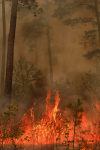 Clemson Controlled Burn 23
