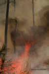 Clemson Controlled Burn 25