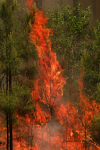 Clemson Controlled Burn 26