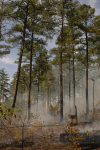Clemson Controlled Burn 27