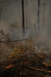 Clemson Controlled Burn 28