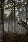 Clemson Controlled Burn 36