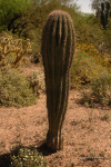 Desert Botanical Gardens 23