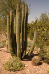 Desert Botanical Gardens 24