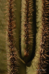 Desert Botanical Gardens 28