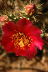 Desert Botanical Gardens 39