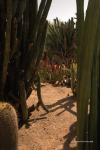 Desert Botanical Gardens 42