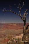 Grand Canyon 20