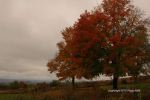 Cloudy Fall Wisconsin Day 15