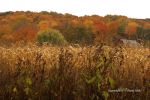 Cloudy Fall Wisconsin Day 32