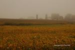 Foggy Farmland Morning 1