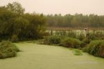 Foggy Farmland Morning 6