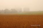 Foggy Farmland Morning 10