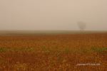 Foggy Farmland Morning 11